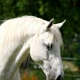 Lipizzaner86_(55)