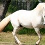 Lipizzaner86_(56)