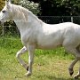 Lipizzaner86_(57)