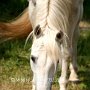 Lipizzaner86_(60)