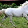 Lipizzaner86_(67)