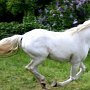 Lipizzaner86_(68)