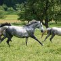 Lipizzaner86_(80)