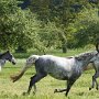 Lipizzaner86_(82)