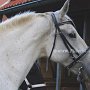 Lipizzaner87_(1)