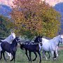 Lipizzaner87_(138)