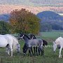 Lipizzaner87_(143)