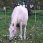 Lipizzaner87_(147)