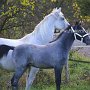 Lipizzaner87_(154)