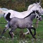 Lipizzaner87_(159)