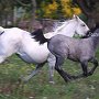 Lipizzaner87_(161)