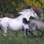 Lipizzaner87_(162)