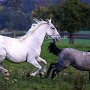 Lipizzaner87_(163)