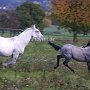 Lipizzaner87_(165)