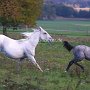 Lipizzaner87_(166)