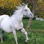 Lipizzaner87_(167)