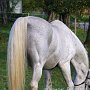 Lipizzaner87_(176)