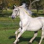 Lipizzaner87_(179)