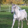 Lipizzaner87_(182)