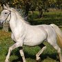 Lipizzaner87_(189)