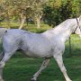 Lipizzaner87_(196)