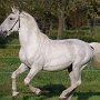 Lipizzaner87_(201)