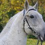 Lipizzaner87_(204)