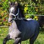 Lipizzaner87_(40)