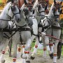 LipizzanerWMG_4a_(1a)