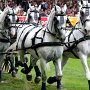 LipizzanerWMG_4a_(6a)