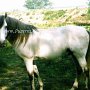 Lusitano03