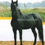 Lusitano05