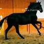 Lusitano11