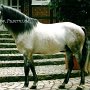 Lusitano22