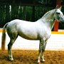 Lusitano29