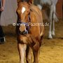 Lusitano49_(1)