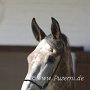 Lusitano49_(21)