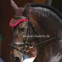 Lusitano49_(30)