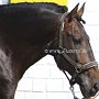 Lusitano49_(45)