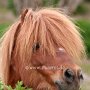 Minishetlandpony(2)