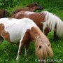 Minishetlandpony6(5)