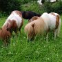 Minishetlandpony6(8)