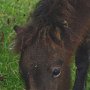 Minishetlandpony7(11)