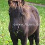 Minishetlandpony7(12)