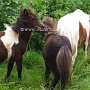 Minishetlandpony7(13)