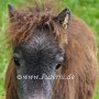 Minishetlandpony7(21)