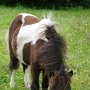 Minishetlandpony7(22)