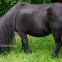 Minishetlandpony7(26)