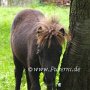 Minishetlandpony7(27)