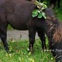 Minishetlandpony7(3)